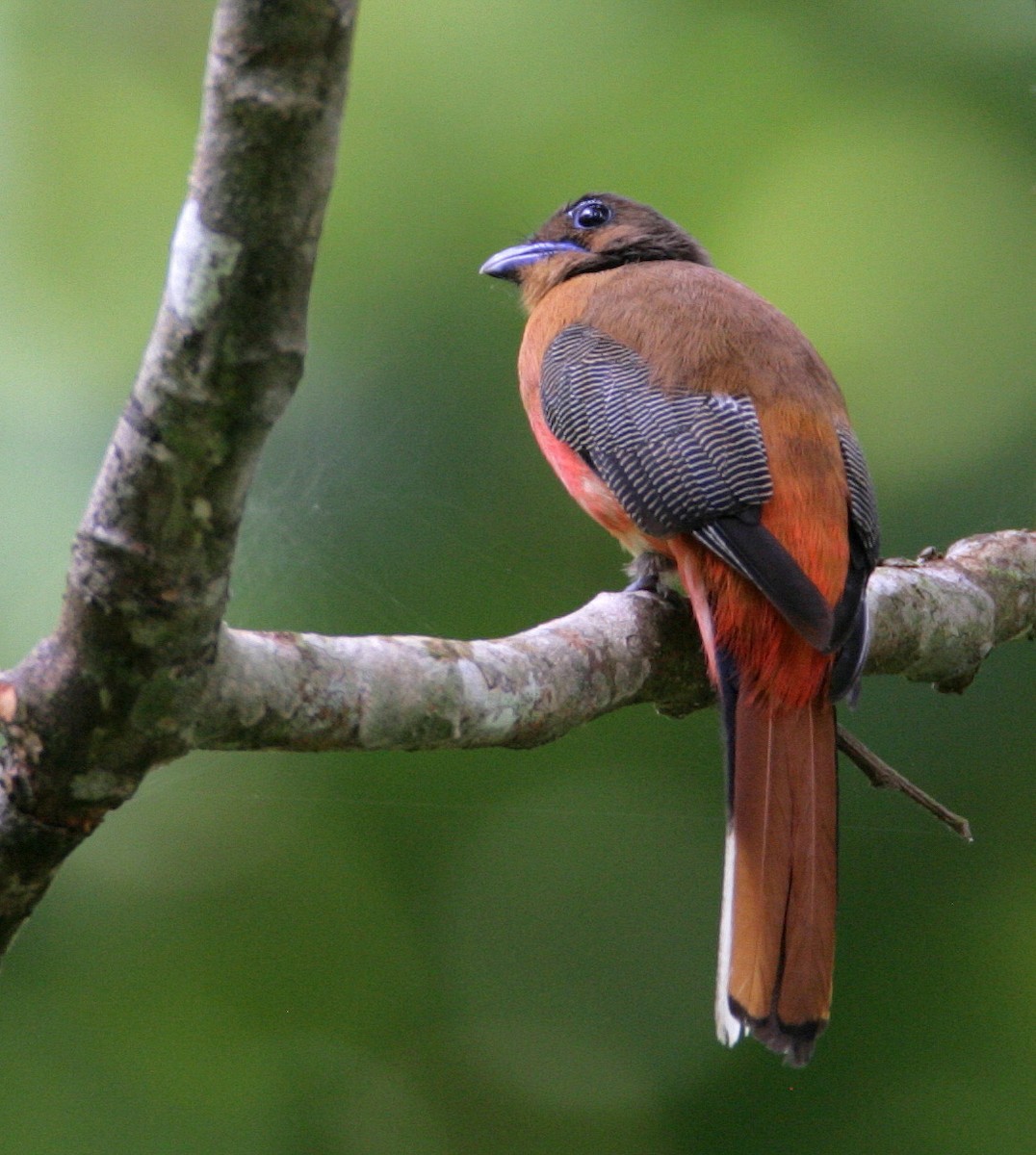 Scarlet-rumped Trogon - ML204326591
