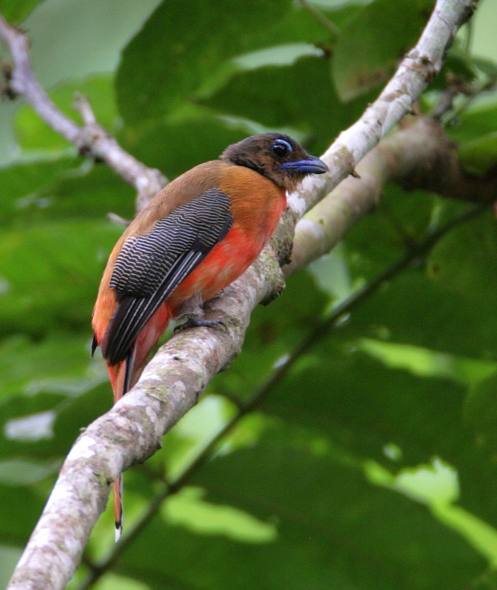 Scarlet-rumped Trogon - ML204326601
