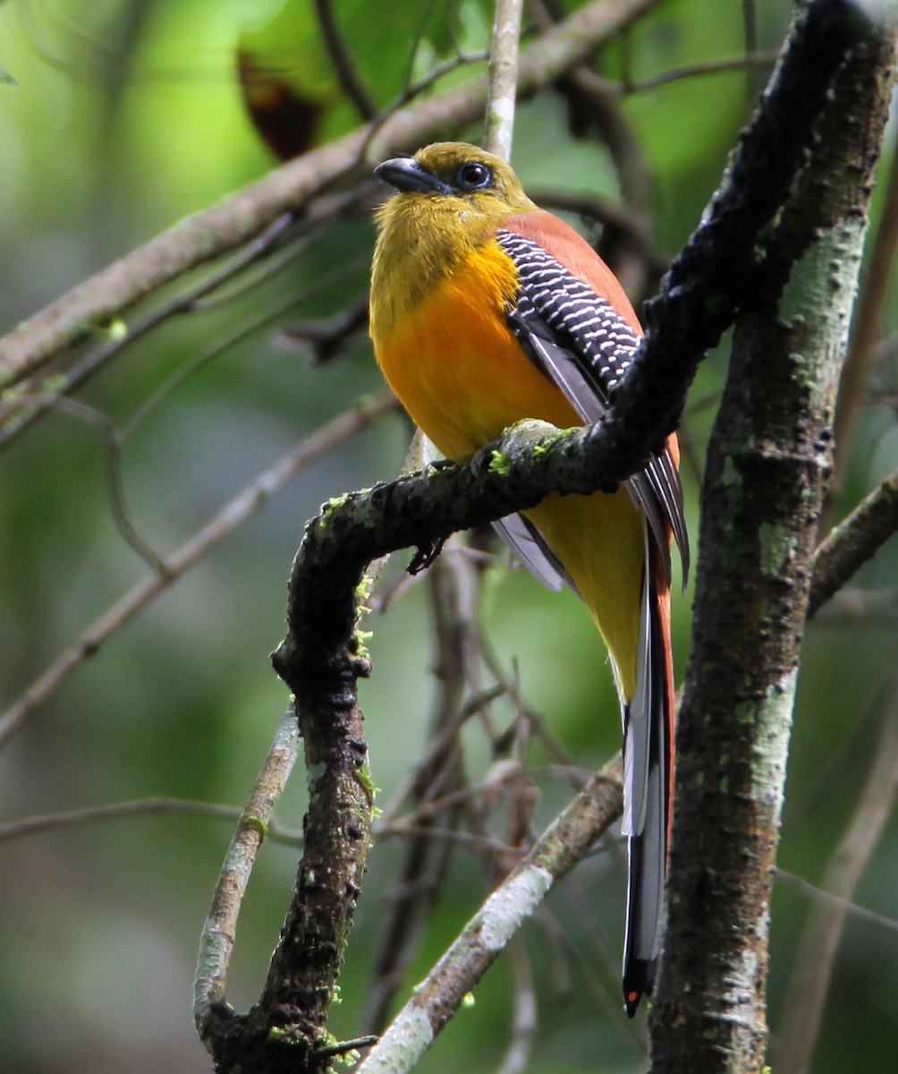 Orange-breasted Trogon - ML204326751