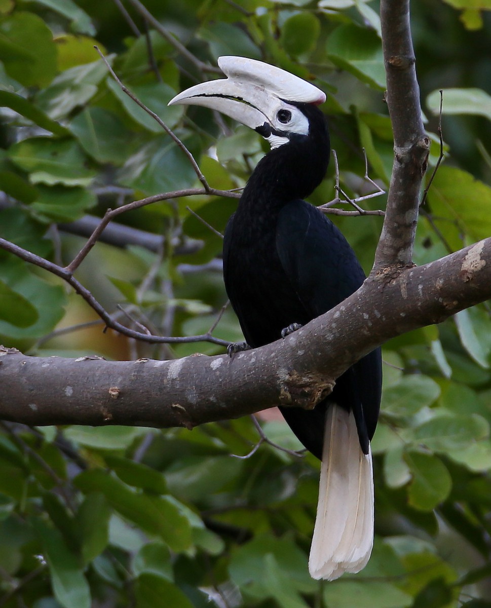 Palawan Hornbill - Hal and Kirsten Snyder