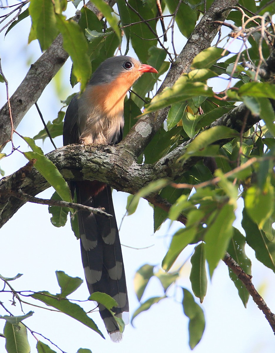 Red-billed Malkoha - ML204326821