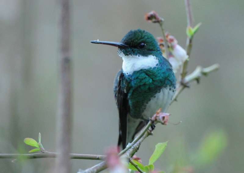 White-throated Hummingbird - Tadeusz Stawarczyk