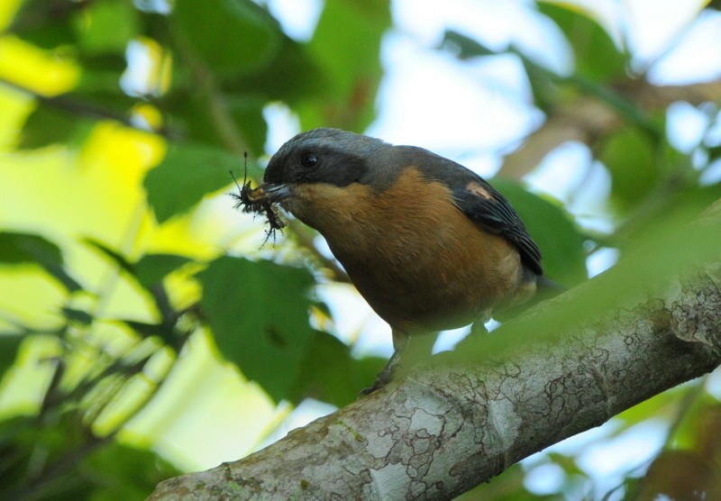 Fawn-breasted Tanager - ML204327071