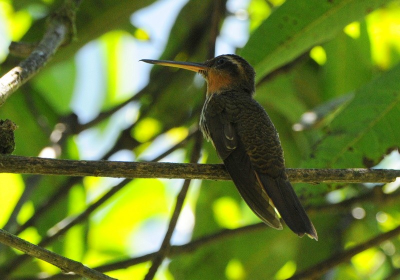 Saw-billed Hermit - ML204327141