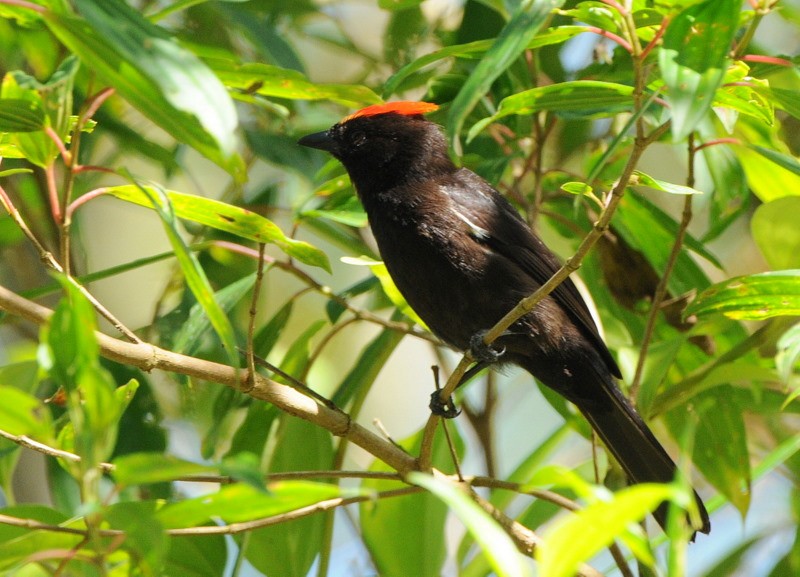 Flame-crested Tanager - ML204327221