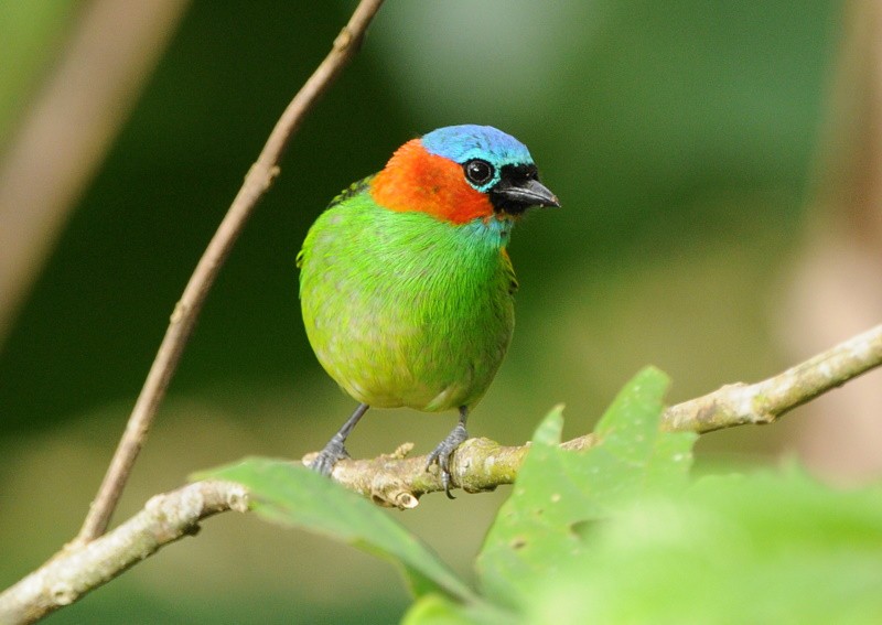 Red-necked Tanager - Tadeusz Stawarczyk