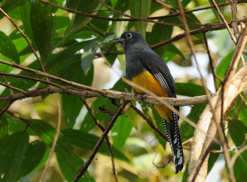 Trogon à queue blanche - ML204327361