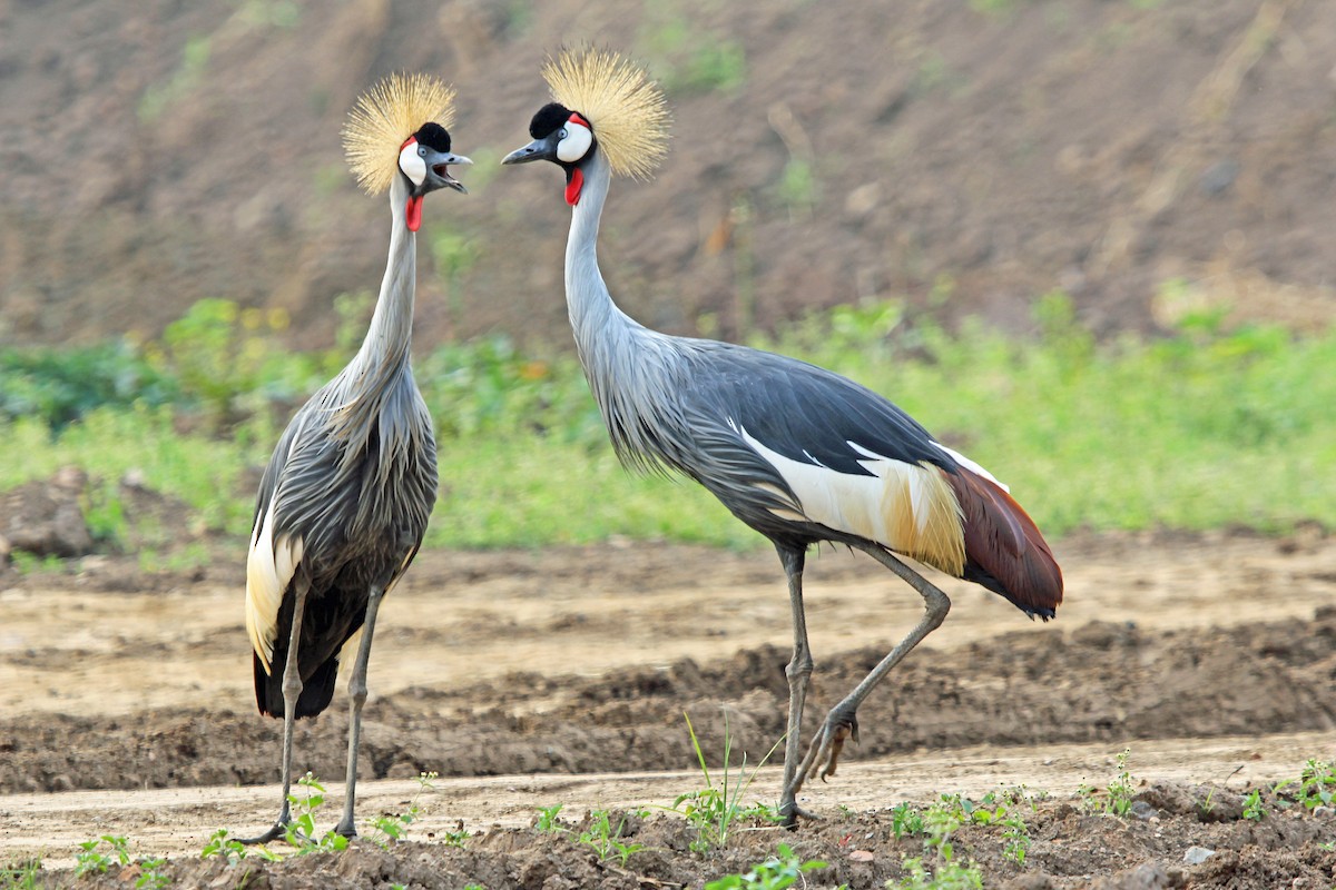 Gray Crowned-Crane - Greg  Griffith