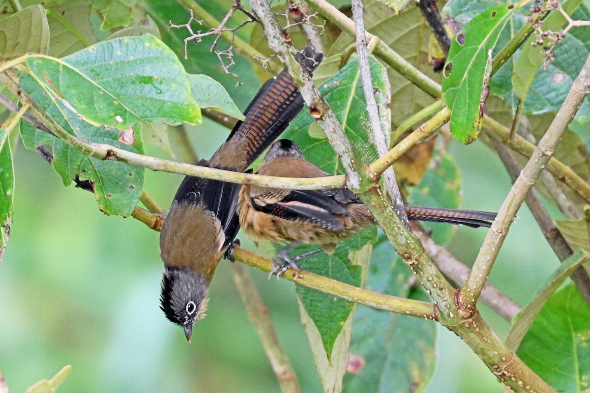 Black-crowned Barwing - Greg  Griffith