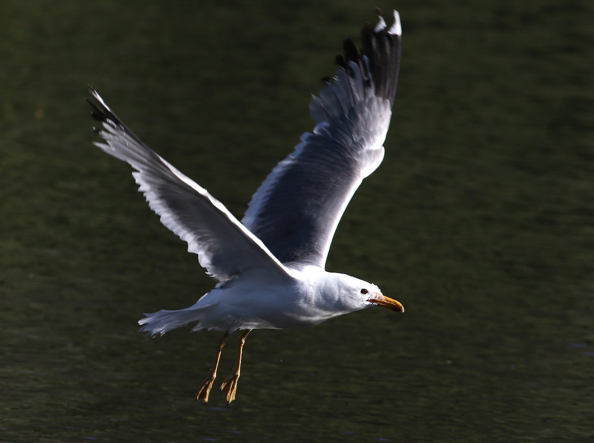 Gaviota Californiana - ML204328161