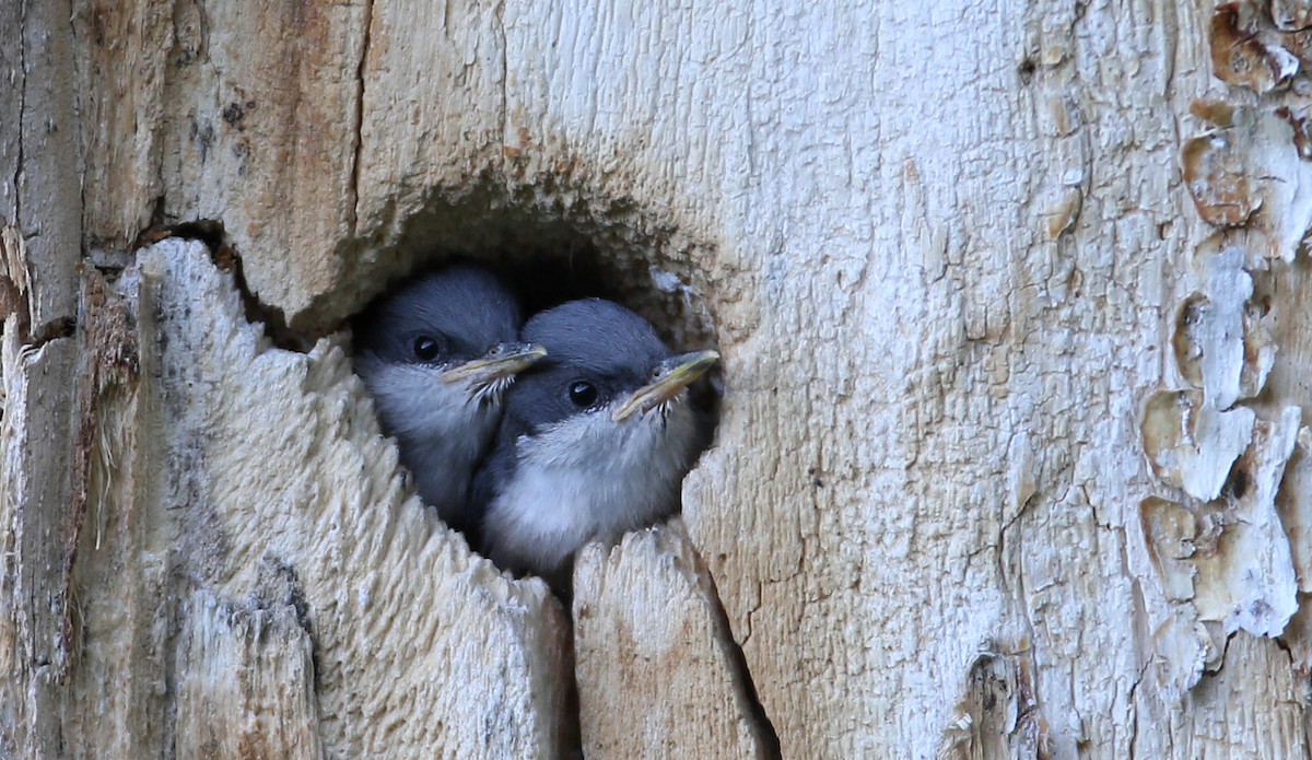 Pygmy Nuthatch - Hal and Kirsten Snyder