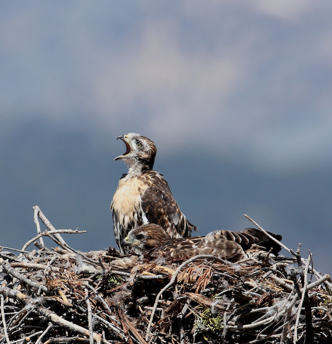 Red-tailed Hawk - ML204328371