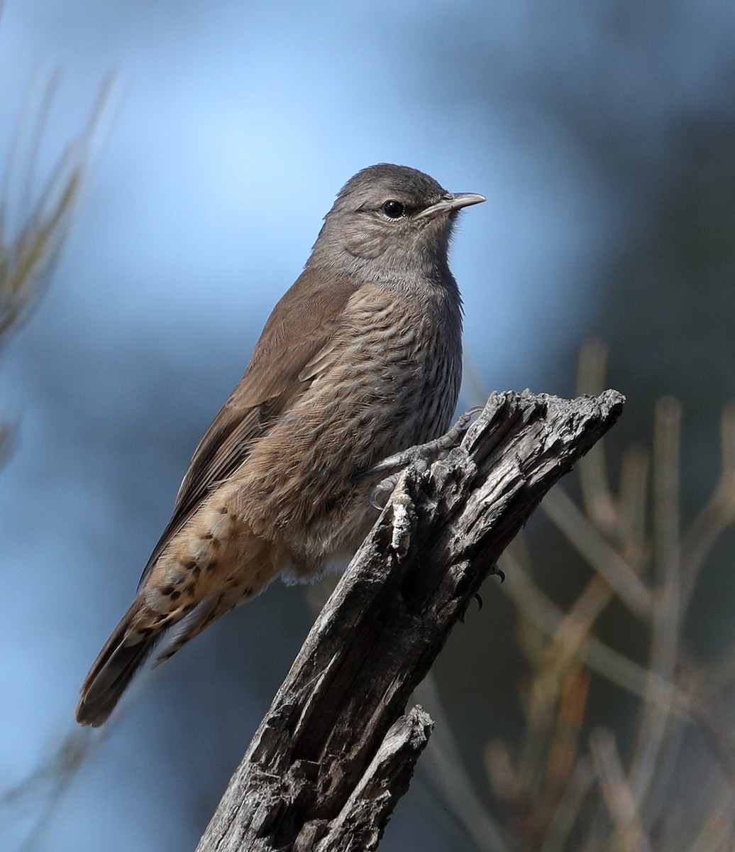 Brown Treecreeper - ML204328581