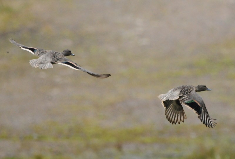 Andean Teal (Andean) - ML204328941