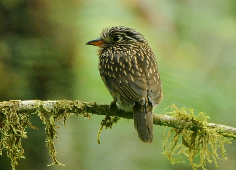 White-chested Puffbird - Tadeusz Stawarczyk