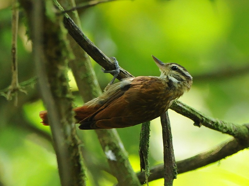 Slender-billed Xenops - ML204329091