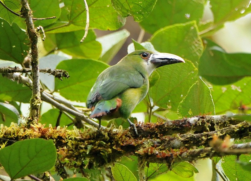 Tucanete Gorjiblanco (albivitta/phaeolaemus) - ML204329171