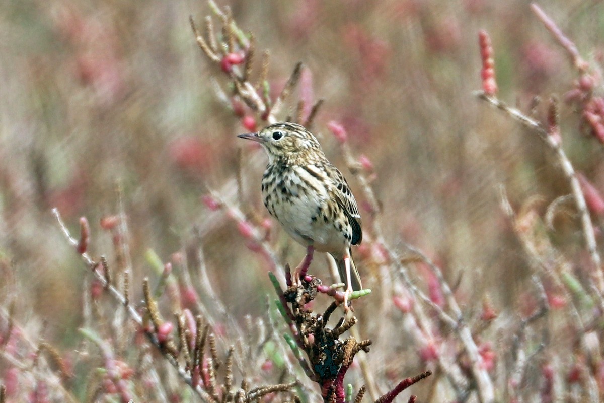 Peruvian Pipit - ML204329681