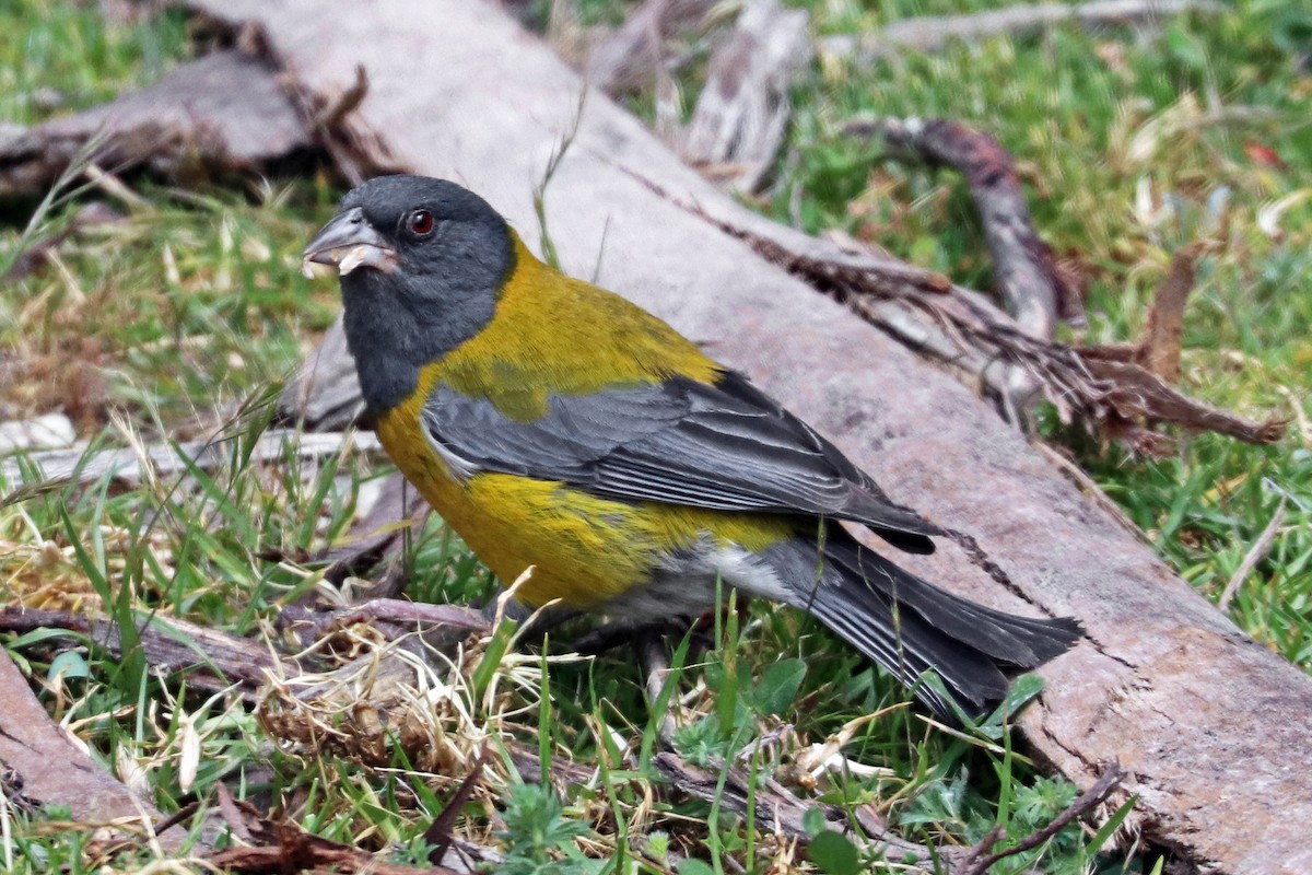 Peruvian Sierra Finch - ML204329691