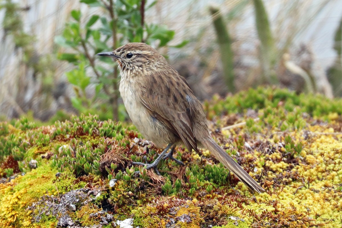 Streak-throated Canastero - ML204329801