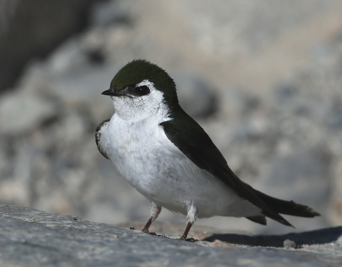 Violet-green Swallow - ML204330021