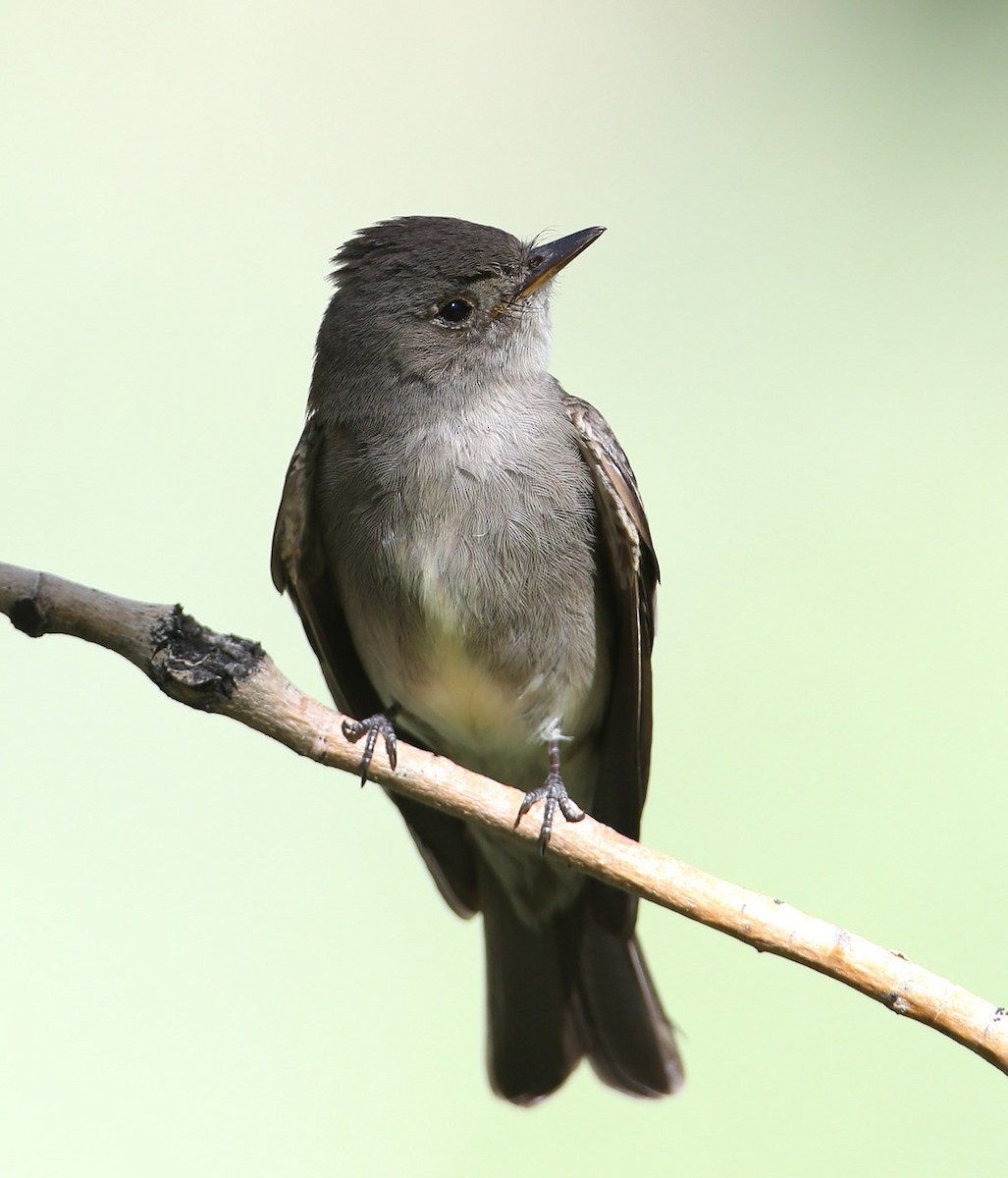 Western Wood-Pewee - ML204330051