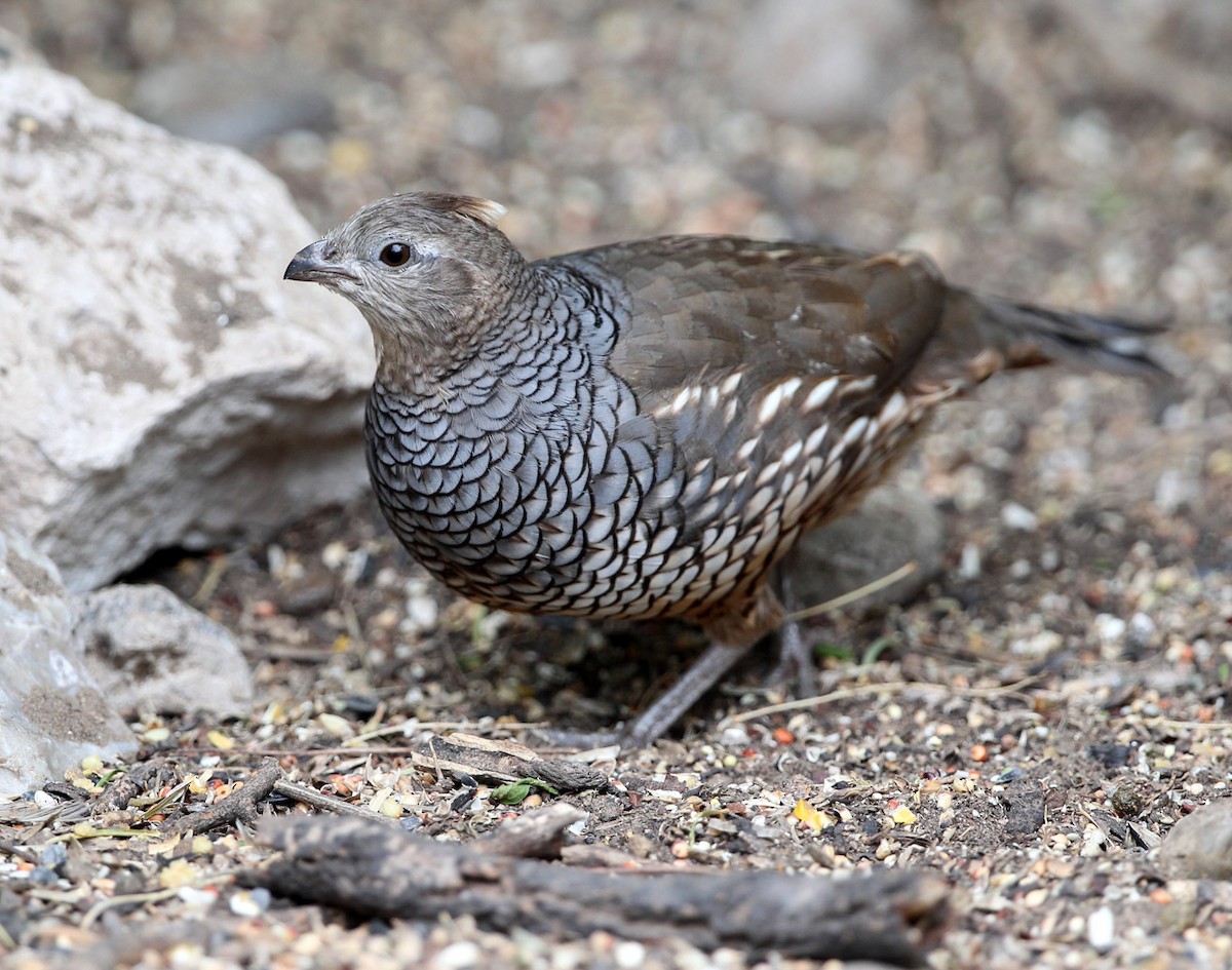 Scaled Quail - ML204330661