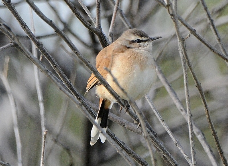Kalahari Scrub-Robin - ML204331001