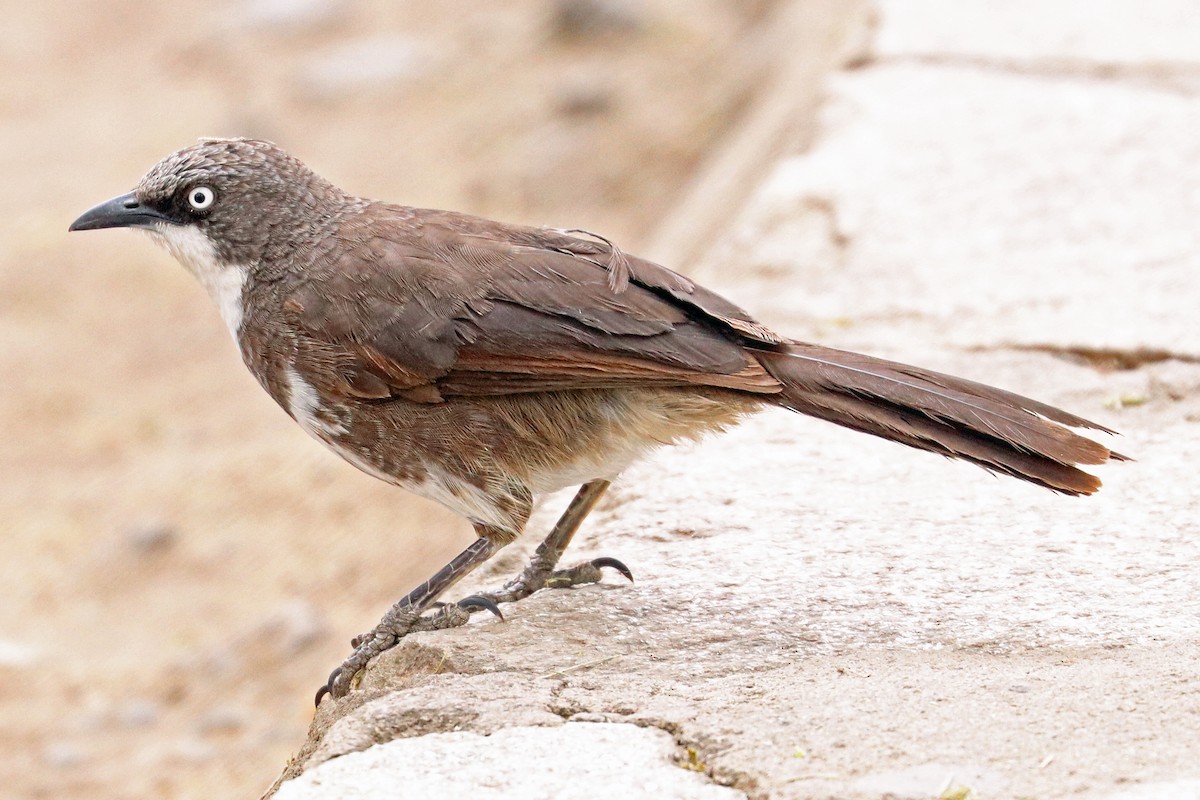 Northern Pied-Babbler - Greg  Griffith