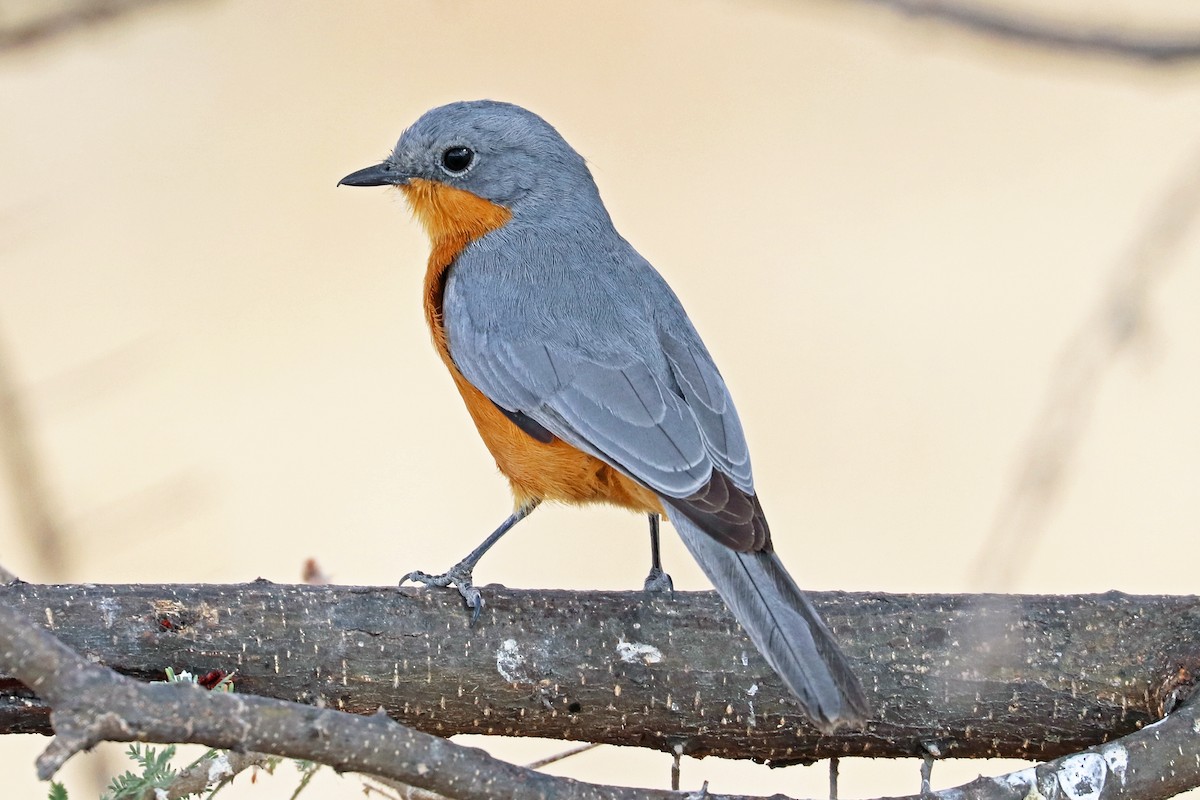 Silverbird - Greg  Griffith