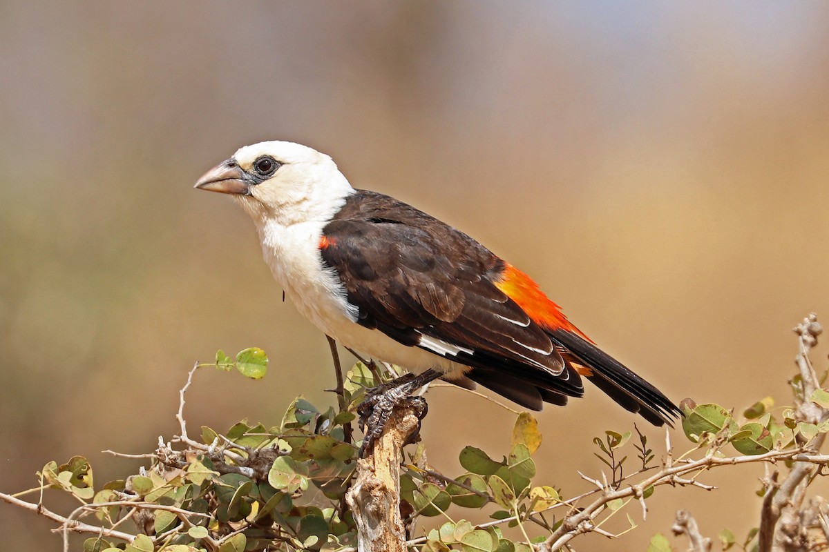 White-headed Buffalo-Weaver - ML204331741