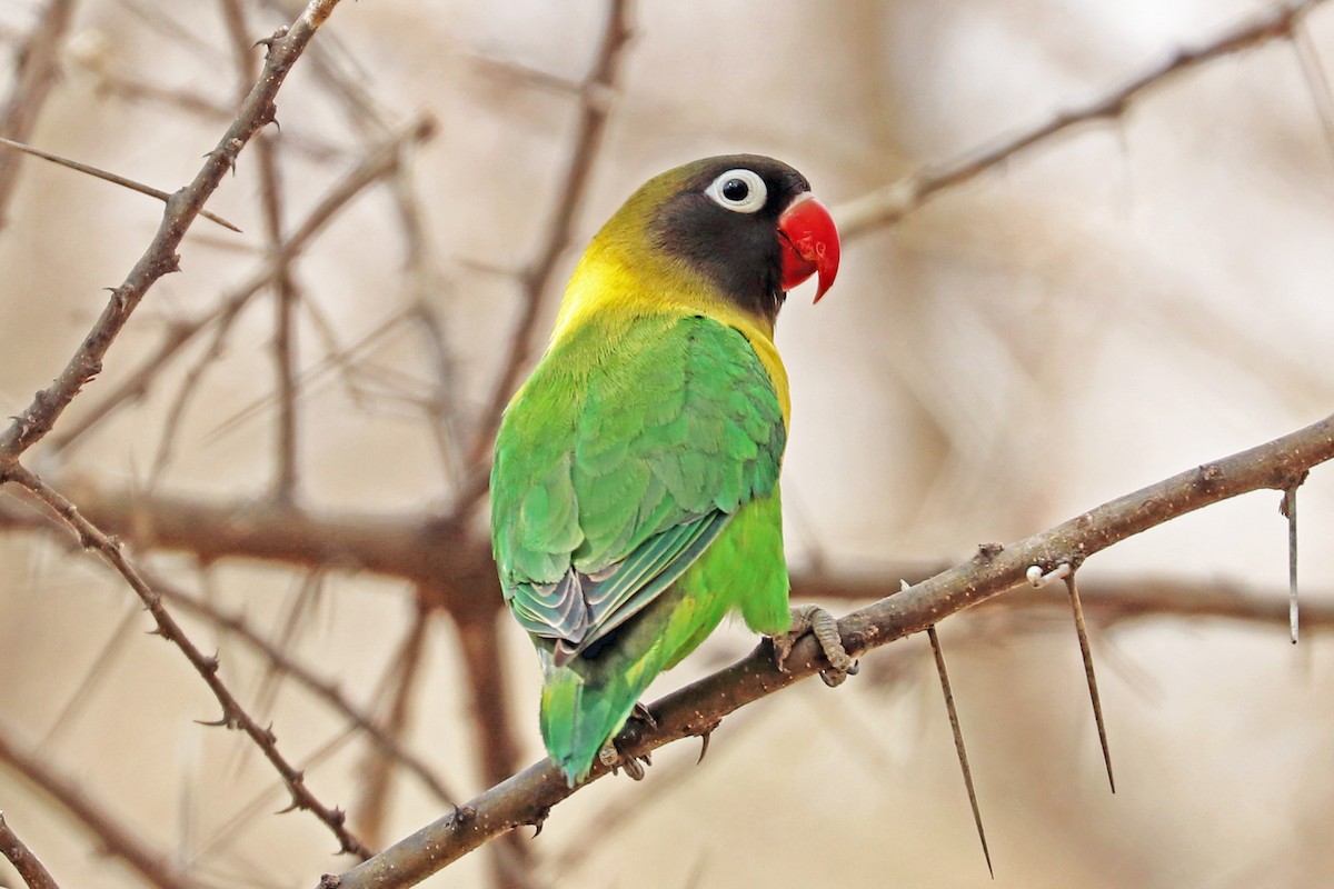Yellow-collared Lovebird - Greg  Griffith