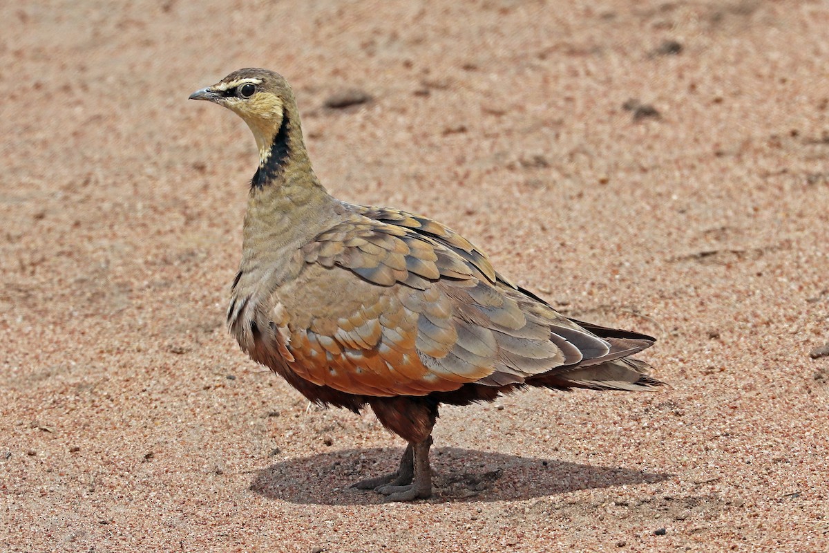 Yellow-throated Sandgrouse - ML204331781