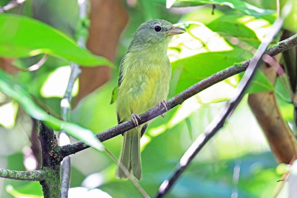 gulbukvireo - ML204331791