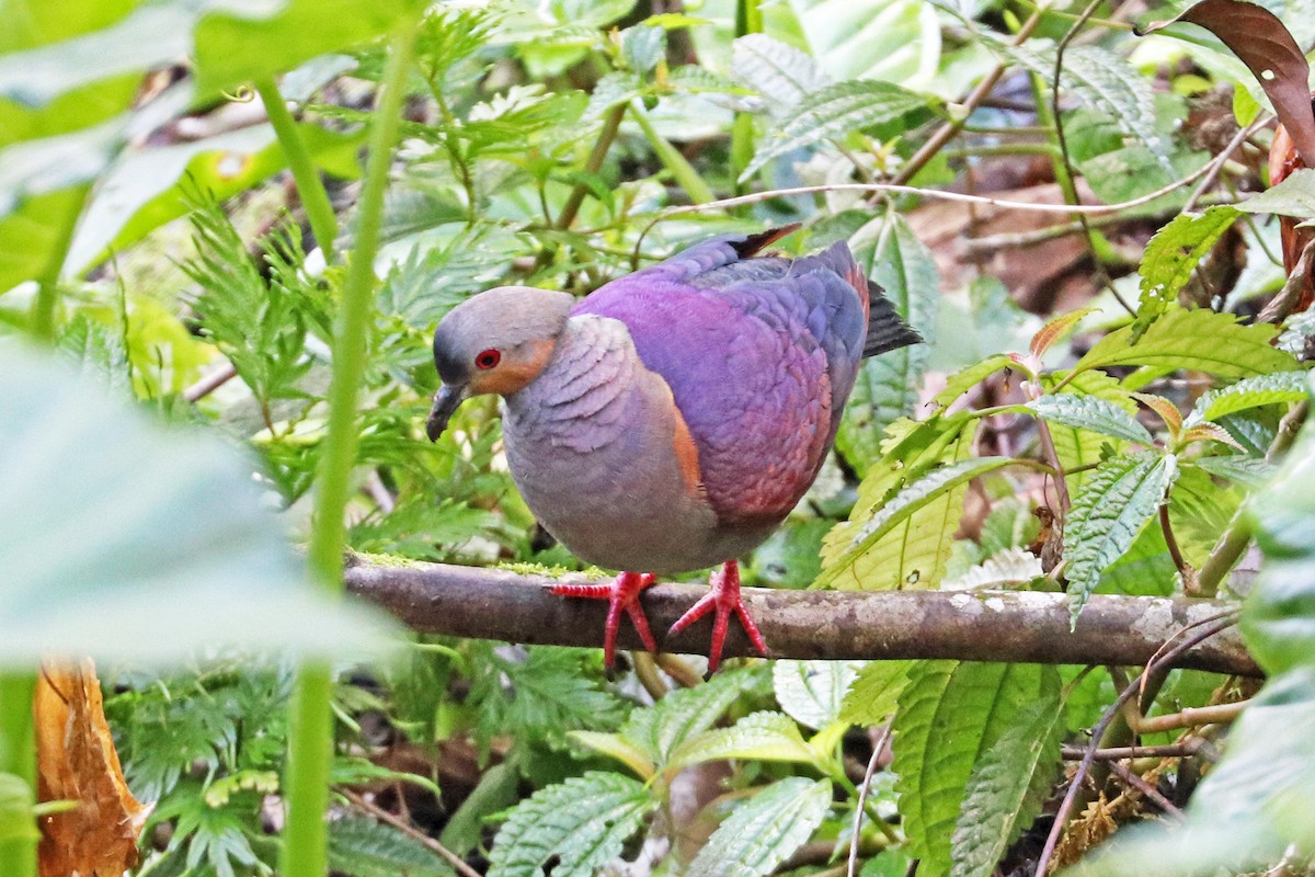 Crested Quail-Dove - Greg  Griffith