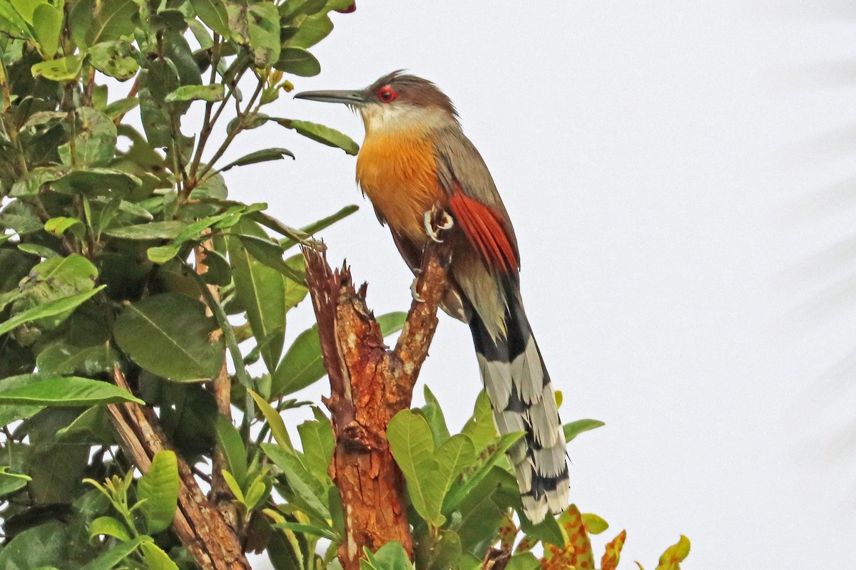 Jamaican Lizard-Cuckoo - ML204331831