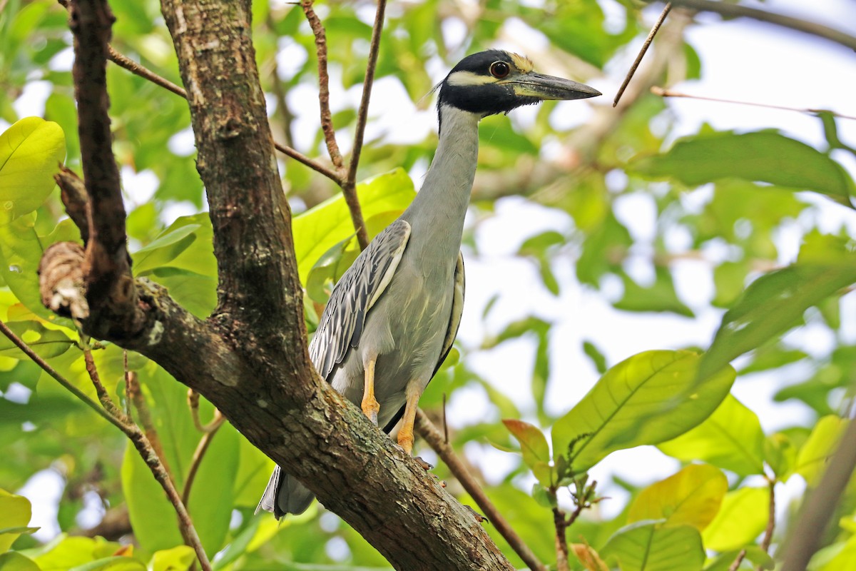 Yellow-crowned Night Heron (Yellow-crowned) - ML204331961