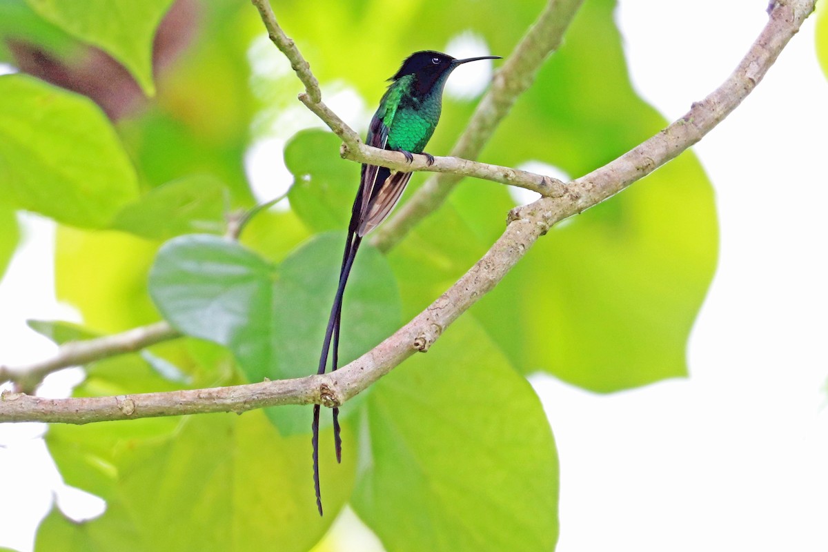 Black-billed Streamertail - ML204331971