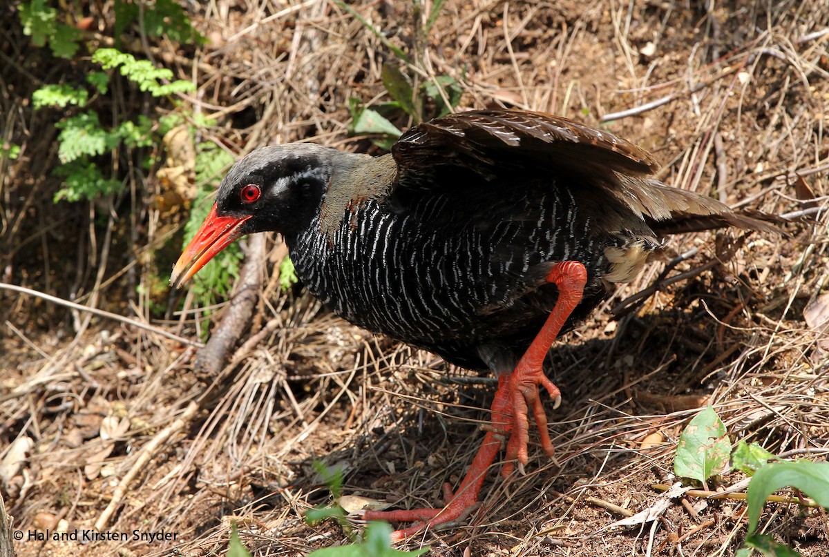 Okinawa Rail - Hal and Kirsten Snyder