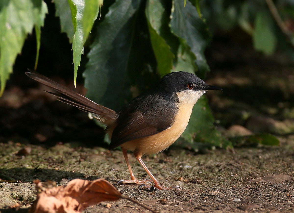 Ashy Prinia - ML204332651