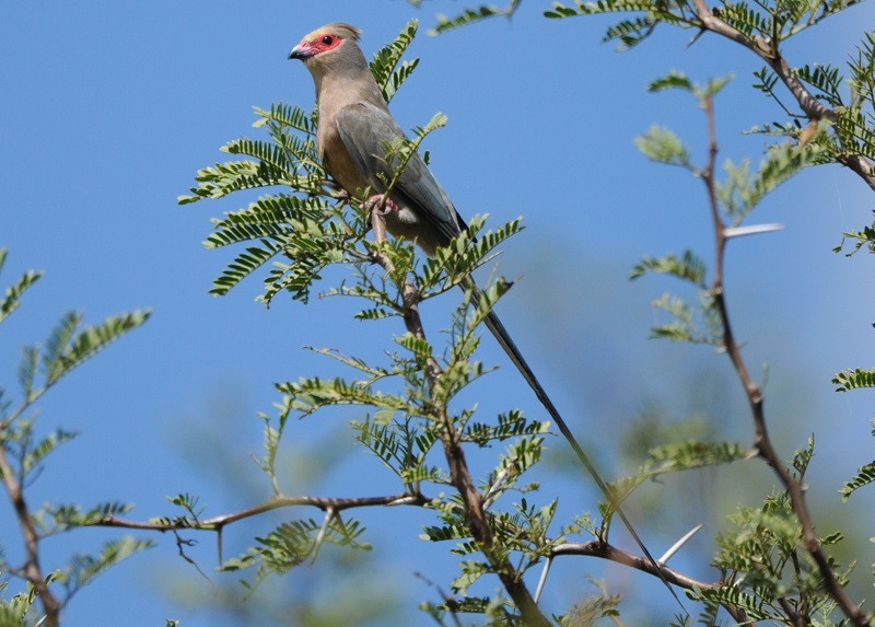 Red-faced Mousebird - ML204332931