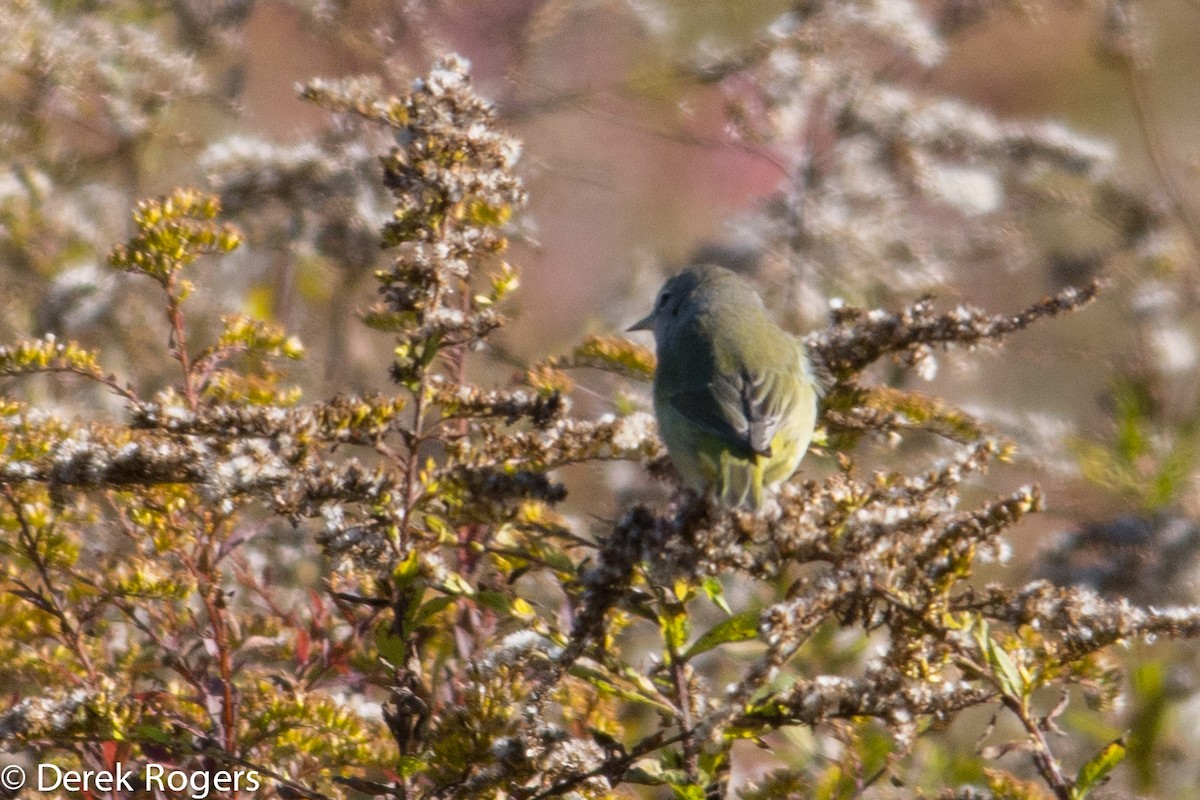 Orange-crowned Warbler - Derek Rogers