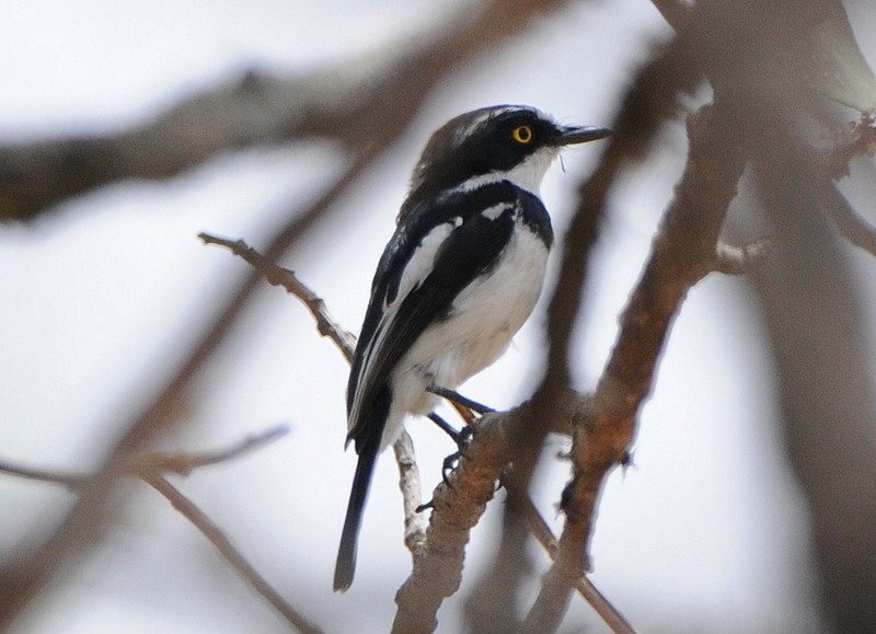 Senegal Batis - ML204333041