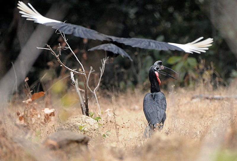 Abyssinian Ground-Hornbill - ML204333081