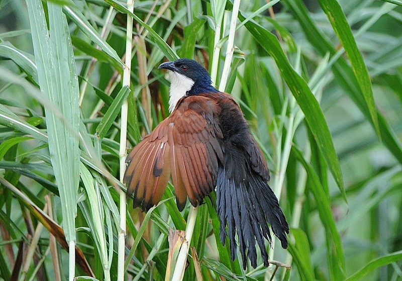 Blue-headed Coucal - ML204333101