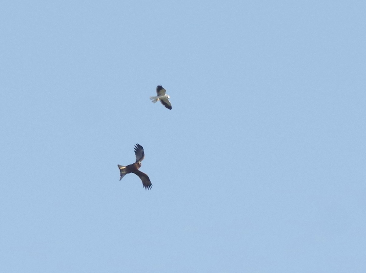 Black-winged Kite - ML20433311