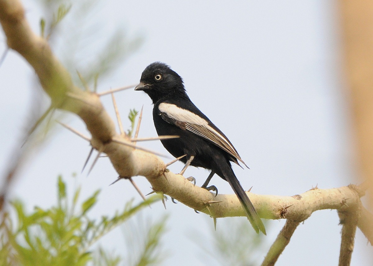 White-shouldered Black-Tit - Tadeusz Stawarczyk