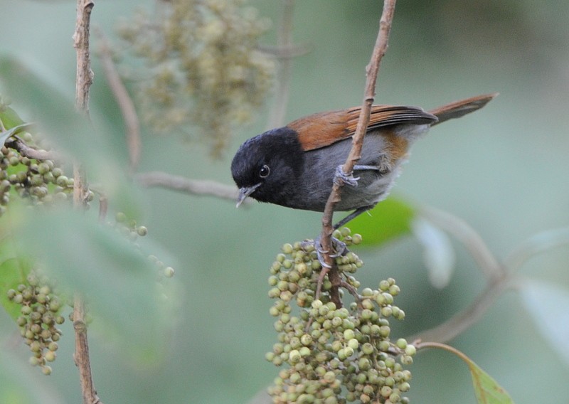 Rwenzori Hill Babbler - ML204333371