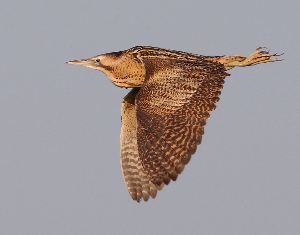 Great Bittern - Hal and Kirsten Snyder