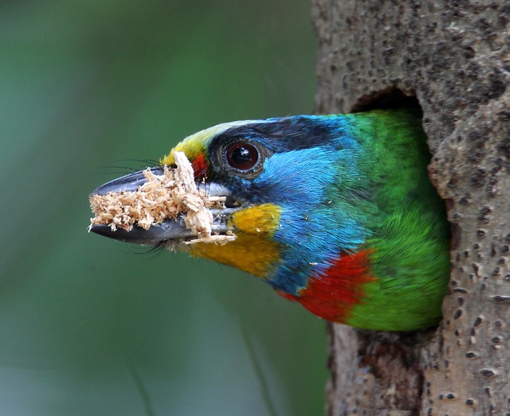 barbet tchajwanský - ML204333721